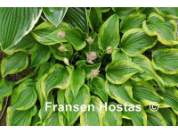 Hosta 